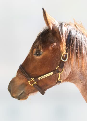 Tack Shack of Ocala Leather Small to Medium Pony and Weanling Size Halter with Customized Engraved Name Plate | Brown Leather with Solid Brass Hardware | Throat Snap, Fixed Chin, Double Buckle Crown