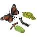 Cabilock 4Pcs Schmetterling Lebensdauer Zyklus Stufen Figuren Raupen zu Schmetterlinge Bug Leben Zyklen Kreative Natur Insekten Leben Zyklen Wachstum Modell Wissenschaft Pädagogisches