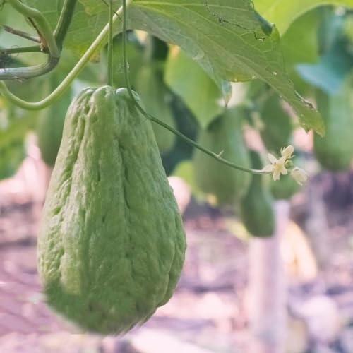 semillas de chayote variedades 300pcs