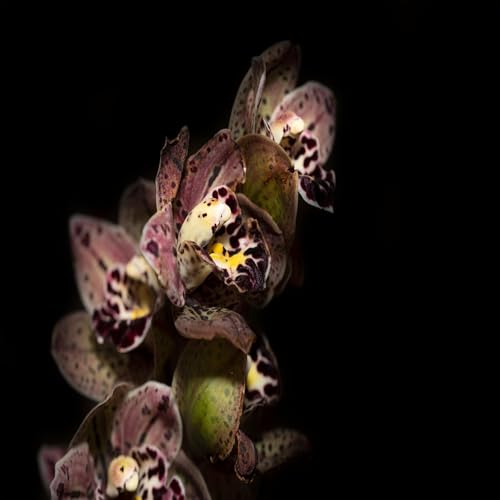 The Flowering of the Strange Orchid - Phantom Parade