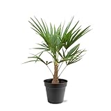 Trachycarpus : 100 cm, diamètre : 21 cm
