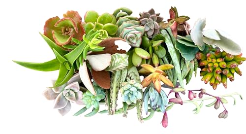 25 Assorted Live Succulent Cuttings, No 2 Succulents Alike, Great for 