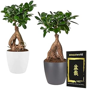 vdvelde.com – Bonsai Boom Ginseng Set van 2 + 4 Potten (2 Antraciet en 2 Wit) – Yin & Yang – Bonsai Plant (Hoogte: ca. 30 cm), Pot 14 cm – Inclusief Bonsai Boek – Kamerplanten Uit eigen Kwekerij