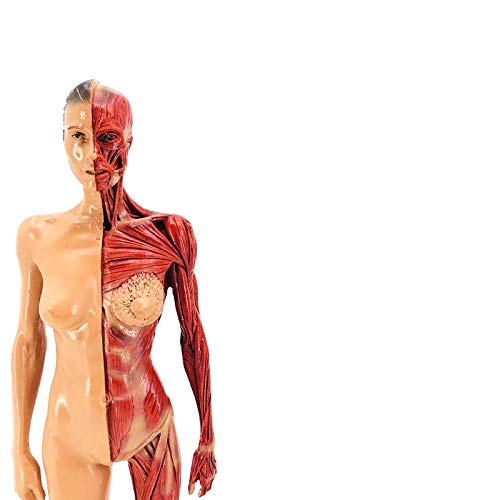Human Body Musculoskeletal Anatomical Model For Study And Teaching (30Cm1) #TOP2