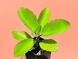 ONE (1) Kalanchoe Pinnata Seedling Succulent Plant Green Leaves 2' Small