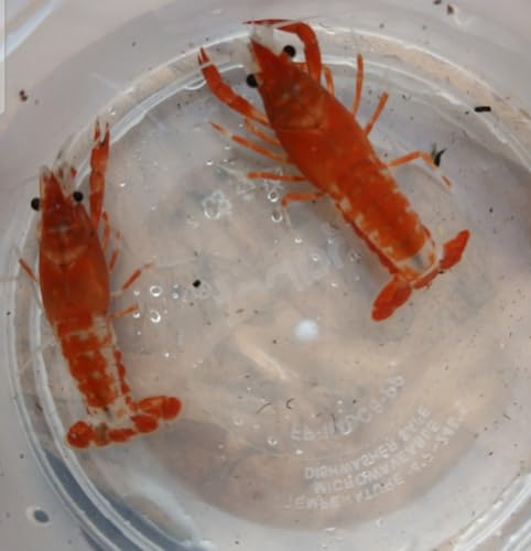 Live Fireball Crayfish Breeding Pair, 3/4-3