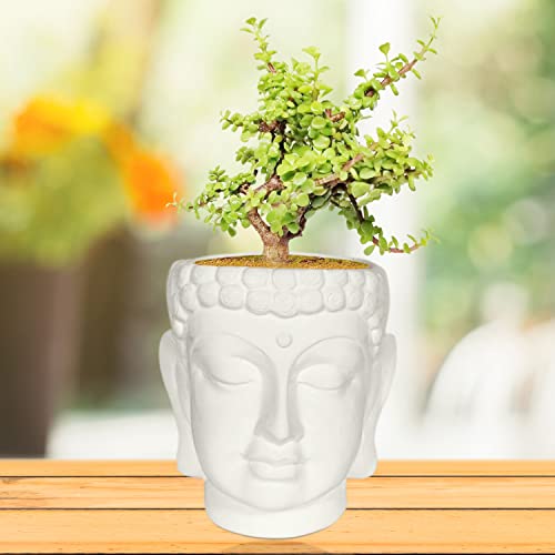 Lasaki Buddha midi White Ceramic Pots for Indoor Plants, Planters, Flower, Pots, gamla, Outdoor, Balcony, Home, Garden, Office Decor, Succulent Pot(H - 14.5 X D - 10 cm)(Plants not Included)