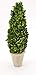 Tradingsmith Preserved Boxwood Cone Tree Topiary 20