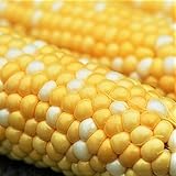 Corn, BI-Color, Butter N Sugar, Heirloom, 50 Seeds, A Bicolor Delight