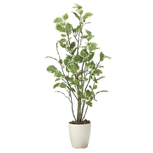 観葉植物 ポリシャスの人気商品 通販 価格比較 価格 Com