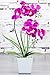 HOMESEASONS Orchid Lamp-LED Lighted Orchid Arrangements,Pre Lit Artificial Orchid,Light Up Flower Lights, Faux Orchid Phalaenopsis Arrangement (Purple)