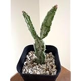 オプンチア 初日の出