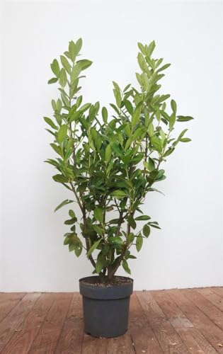 Prunus laurocerasus 'Genolia' 125–150 cm – Winterhart, Immergrün, Pflegeleicht – Kirschlorbeer – Heckenpflanze für Garten & Sichtschutz