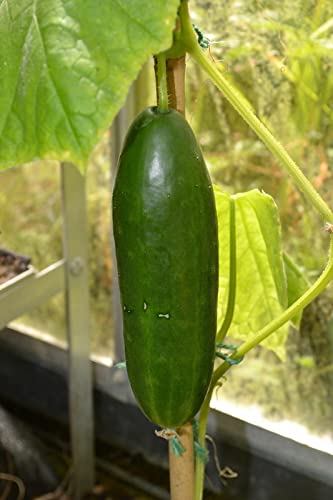 Image of Buy4Seeds 30 Seeds Cucumber la Diva f1 Easy to Grow