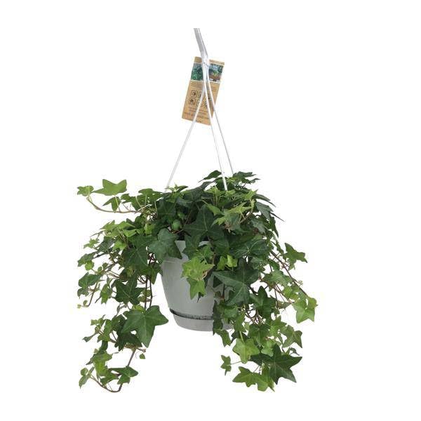 Hedera Helix Grün – Gemeiner Efeu – Zimmerpflanze im Hängetopf – Ø17cm – immergrüne Hänge – und Kletterpflanze für Innen – & Außenbereich