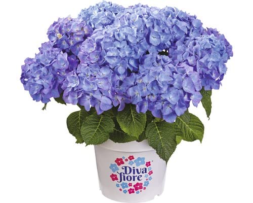 Hortensia Early Blue Natural Planta con Bonitas Flores
