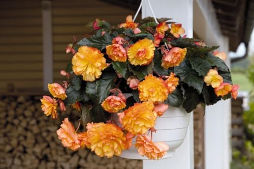 Buy4seeds Flower Begonia Tuberous Illumination Golden Picotee F1 10 PELLETS Easy to Grow Garden Yard Patio