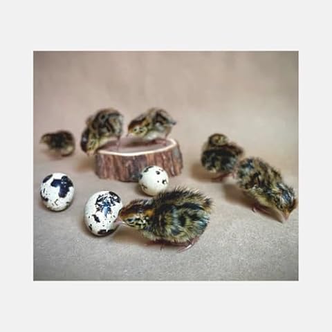 Daily Bread Homestead Jumbo Quail Eggs Cover