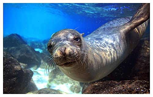 HXA DECO - Póster de león de mar, 60 x 40 cm, fabricado en Francia, 60 x 40 cm