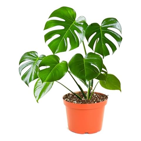 Shop Succulents Monstera Deliciosa Swiss Cheese Plant, Live Indoor Plant, Easy to Grow Split Leaf Houseplant in Grow Pot, Housewarming, Decoration for Home, Office, and Room Decor, 6 Inch Cover