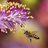 Anthap 100% Natural Bee Pollen, Bee Pollen Granules, Superfood, Boosts Vitality and Immunity, Sustainable Packaging, 200g - Image 4