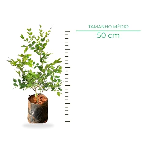 Muda De Jabuticaba Hibrida Prestes A Produzir