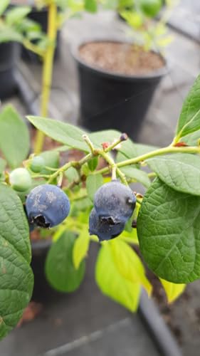 Vaccinium corymbosum 'Grover' / Myrtillier 'Grover' / Godet/Fruitier