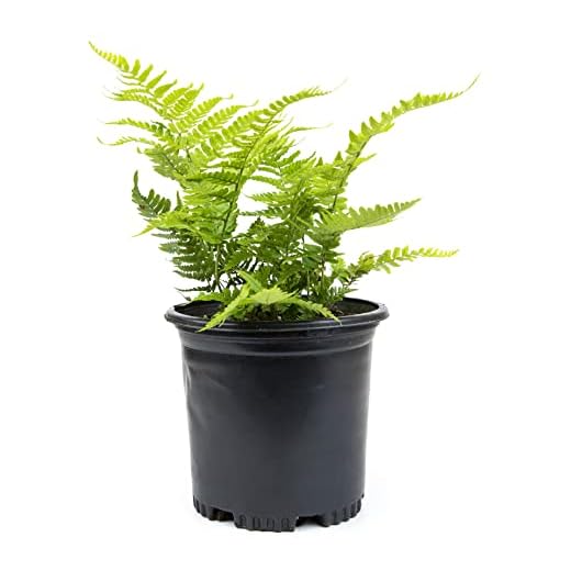 Autumn Fern Plants Live Outdoor Plants, Fern Plant Live Plants Outdoor Live Fern Potting Soil, Landscape Edging Perennial Plants for Shade, Outdoor Plants Live Ferns for Outdoors by Plants for Pets
