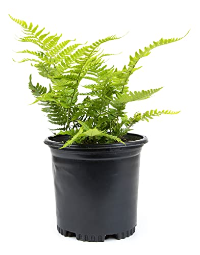Autumn Fern Plants Live Outdoor Plants, Fern Plant Live Plants Outdoor Live Fern Potting Soil, Landscape Edging Perennial Plants for Shade, Outdoor Plants Live Ferns for Outdoors by Plants for Pets
