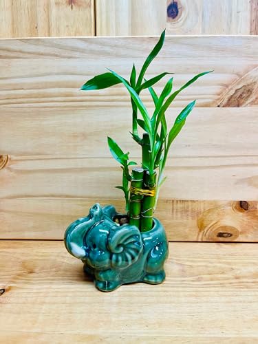 Lucky Bamboo 4&rdquo;4&rdquo;6&rdquo; Elephant in Ceramic Vase Includes River Rocks
