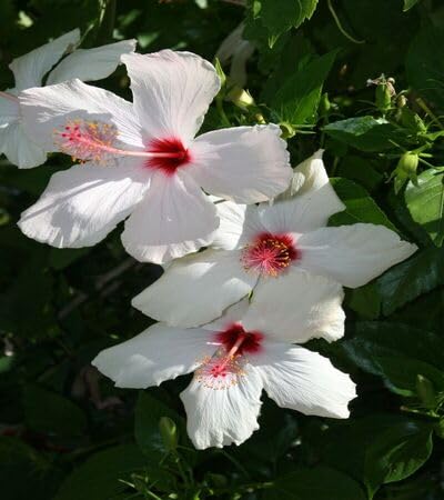 100 semillas de flor de hibisco blancas