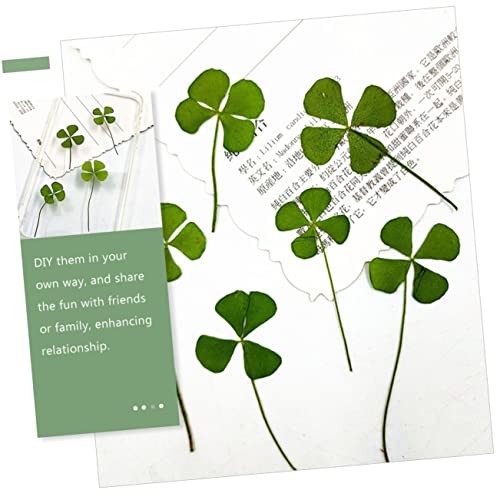 Plantas de trébol de cuatro hojas secas naturales Luxshiny 24pcs miniatura 3