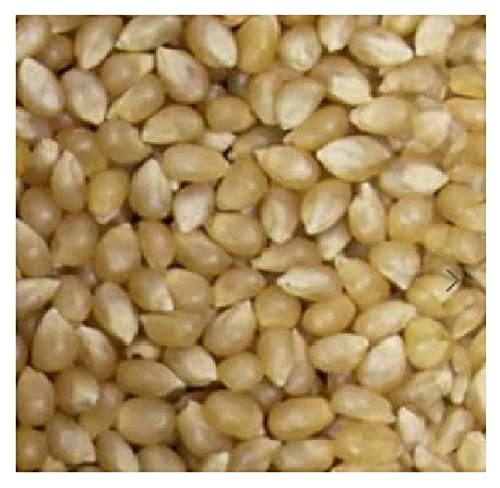 Milho Para Pipoca Tipo Soft 685g - Macia e Com Pouca Casquinha