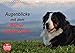 Produktbild Augenblicke mit dem Berner Sennenhund (Wandkalender 2022 DIN A4 quer) [Calendar] Hunscheidt, Hubert [Calendar] Hunscheidt, Hubert