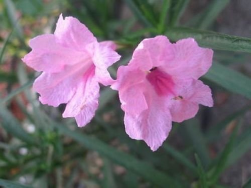 Ruellia brittoniana Chi Chi messicani Petunia 10 semi