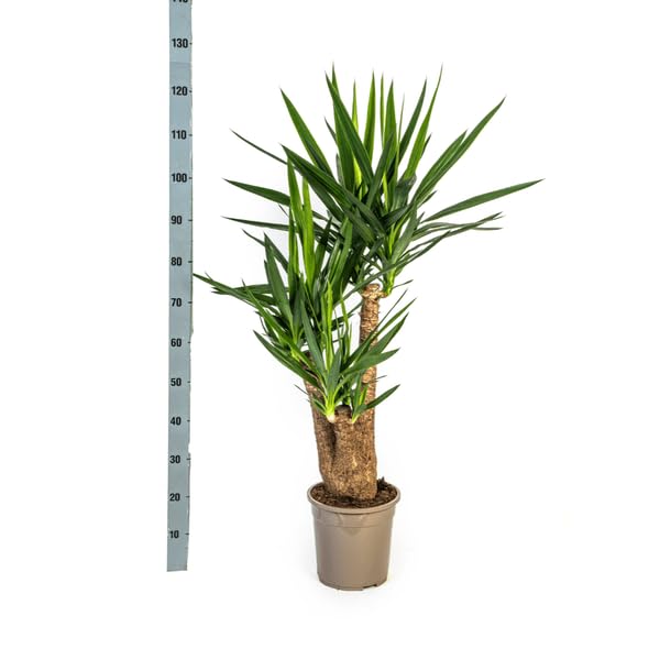 Riesen Palmlilie Yucca Elephantipes Zimmerpflanze Ø24 cm 90-100 cm