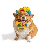 Midlee Clown Dog Costume Hat Wig & Bowtie