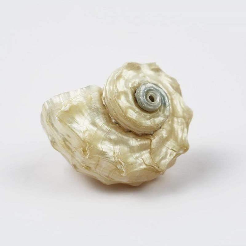 Coquille de conque naturelle sculptée par l'océan pour cabinet de curiosités