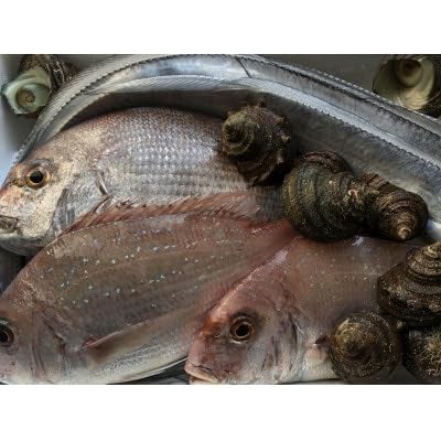 竹中水産の八幡浜発!「朝獲れデイリー鮮魚BOX」1.5kg(C22-277)