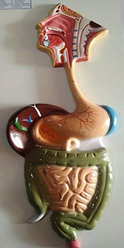 BNR EXPORTS Anatomical Model Digestive System-Big size (55X25X7.5) CM Mounted On White Laminated Wooden Board (B08YXN3JPG) Amazon Price History, Amazon Price Tracker