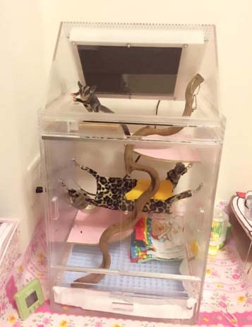 Amazon | フクロモモンガ用寝袋 アニマル柄 ハンモックタイプの