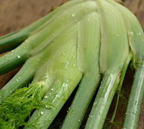 Florence Fennel - 250 Seeds - Heirloom & Open-Pollinated Variety, Non-Gmo Culinary Herb Seeds For Planting, Grow Your Own Kitchen Herbs Indoors/Outdoors In Containers Or A Garden, Thresh Seed Company #TOP20