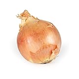 Onion Yellow Conventional, 1 Each