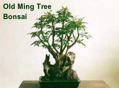 Ming Aralia Pre-Bonsai Tree - Polyscias fruticosa - Indoor - 6" Pot
