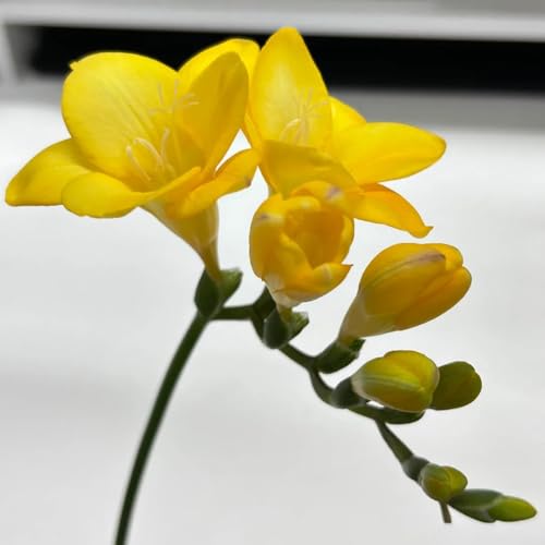 6 piezas bulbo de fresia, regalos sostenibles, decoraciones vegetales fresia refracta, decoración de flores, plantas de interior regalos para amantes de la jardinería, verano de flores