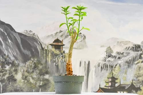 Miniatura 3 de Semillas de árbol bonsái Baobab - 5 semillas para cultivar - Árbol baobab muy apreciado - Se envía desde Iowa. Semillas exóticas de bonsái de