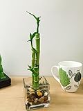 Easy Plants