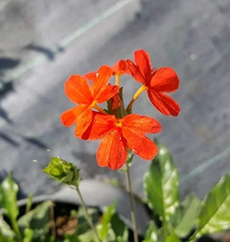 Live Starter Plants 2 Crossandra Nile Queen 2 Red Crossandra 5 to 7" Tall #AN01