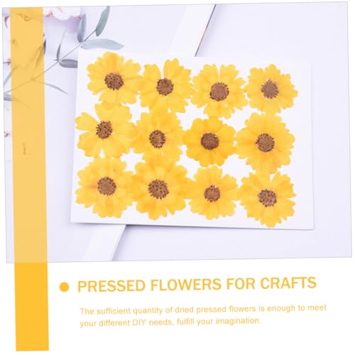 Flores secas prensadas 24 piezas para manualidades miniatura 3