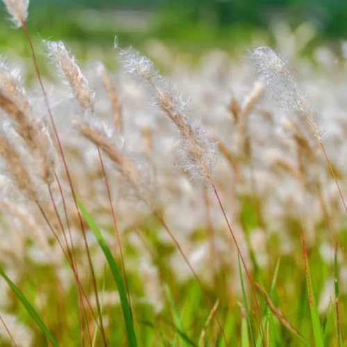 Semillas de sangre, ornamental resistente Imperata cilíndrica, jardín de raras 150pcs